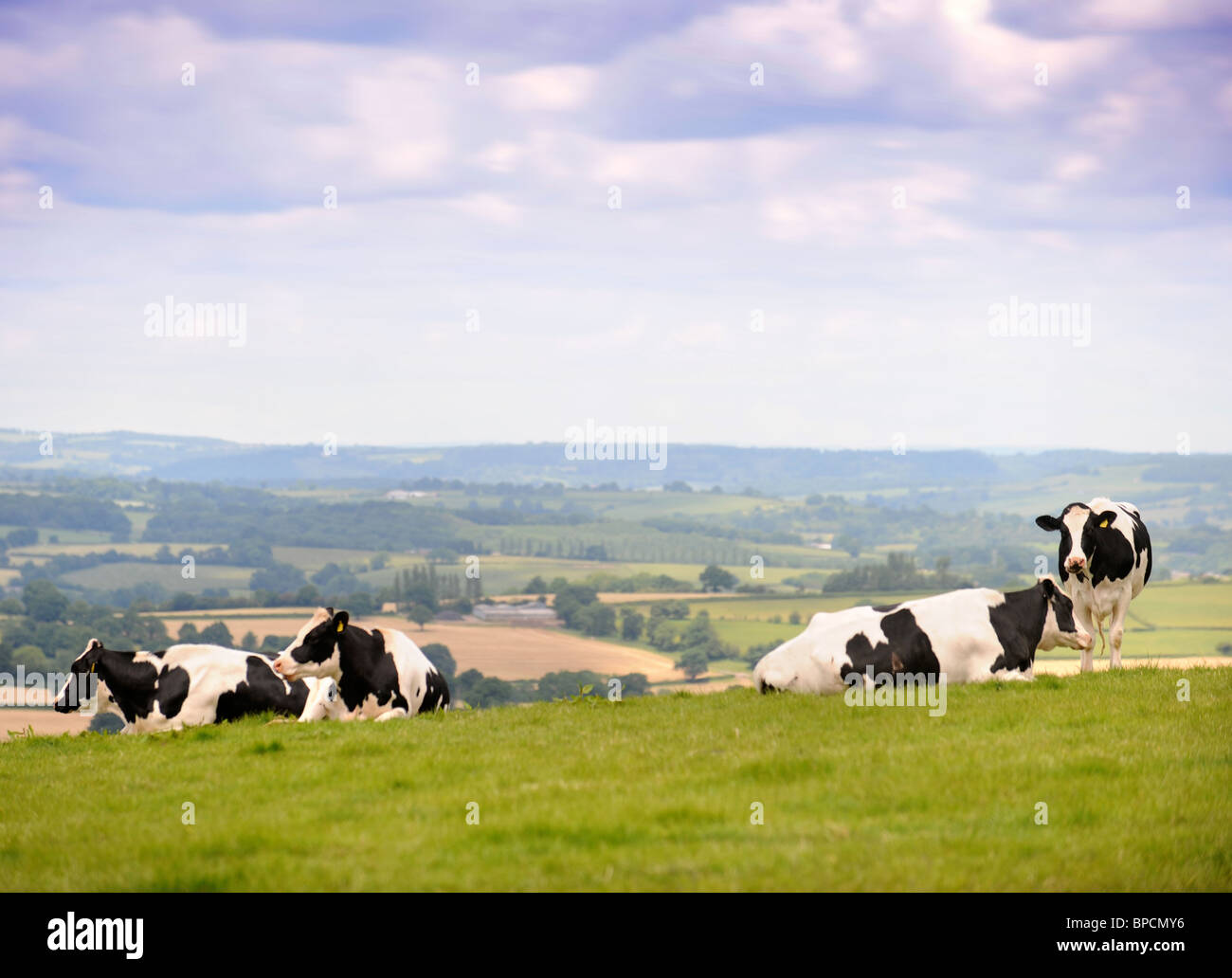 A herd of Friesian cows in Gwent, Wales near the Herefordshire border UK Stock Photo