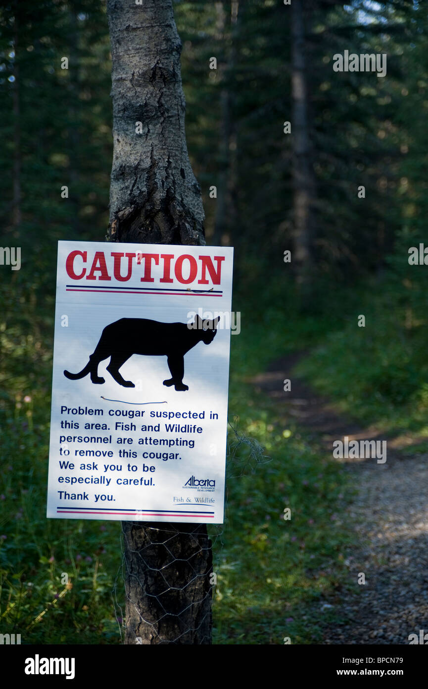 A sign on a hiking trail warning hikers of a wild cougar in the area Stock Photo