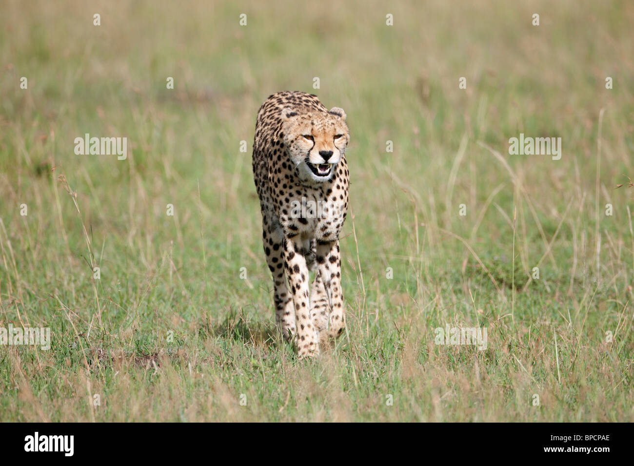 cheetah yawn and run, Maasai Mara, Kenya Stock Photo