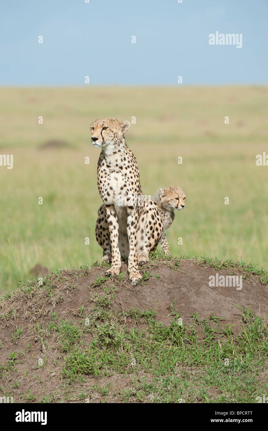 Cheetah with a cub, Maasai Mara, Kenya Stock Photo