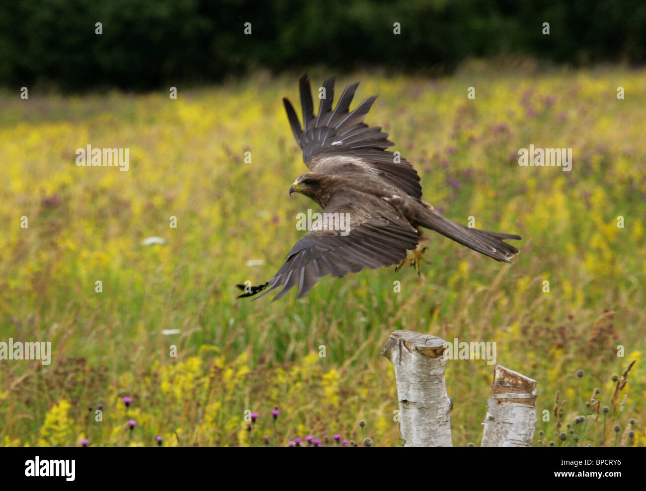 Black Kite, Milvus migrans, Accipitridae, Falconiformes, Accipitriformes Stock Photo