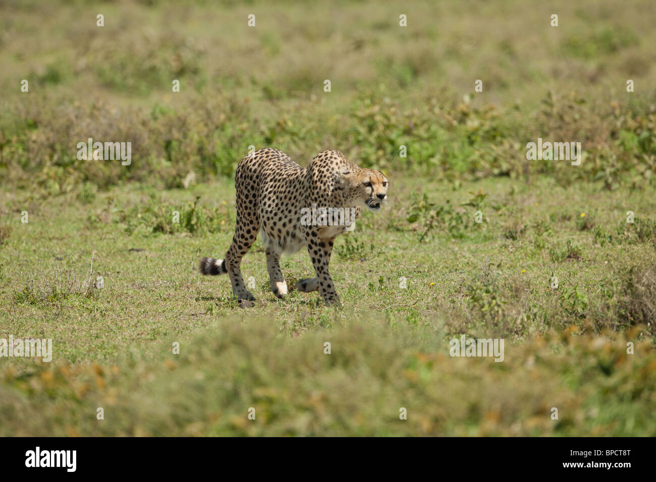 cheetah stalking a prey, Serengeti, Tanzania Stock Photo