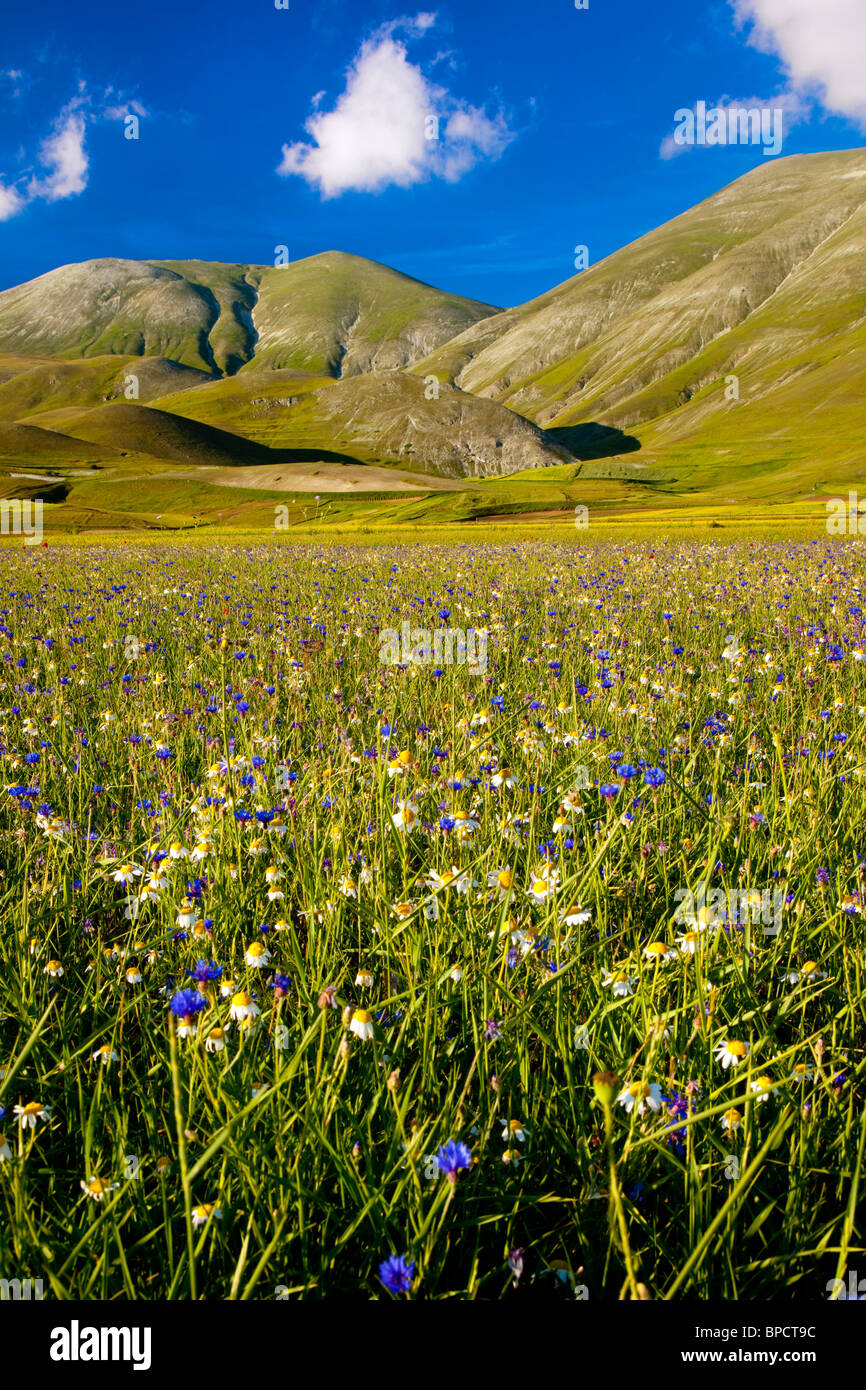 Wildflowers and mountains hi-res stock photography and images - Alamy