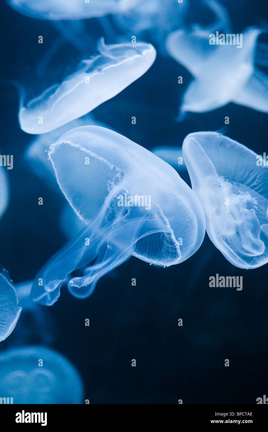 Moon jellyfish, Aurelia aurita, San Francisco, California, USA Stock Photo