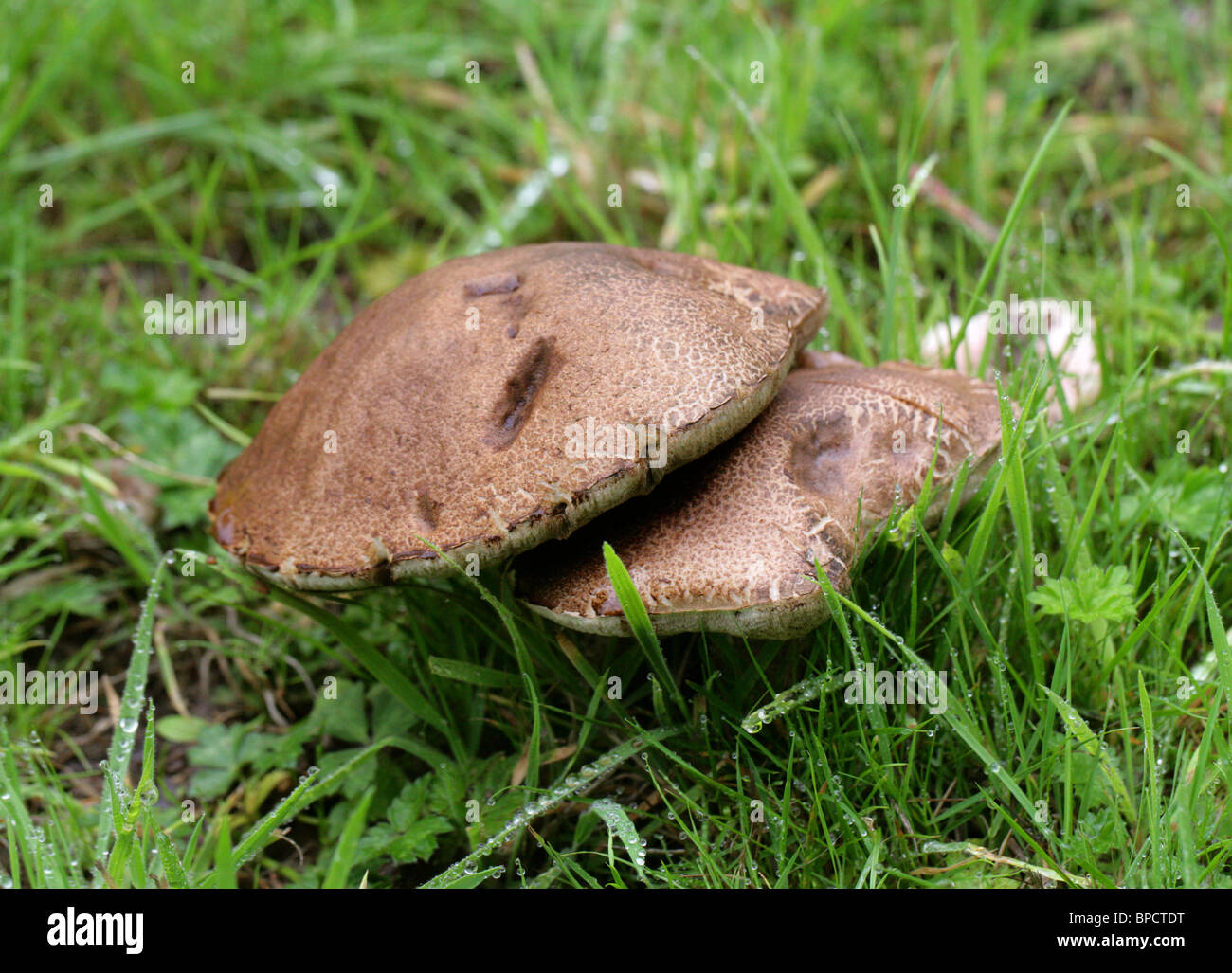 Brown Birch Bolete, Leccinum scabrum, Boletaceae. A Common Fungus Found