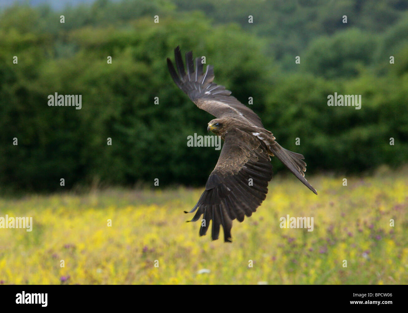 Black Kite, Milvus migrans, Accipitridae, Falconiformes, Accipitriformes Stock Photo