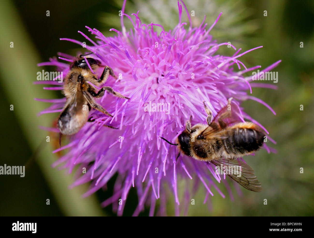 Patchwork Leafcutter Bees, Megachile centuncularis, Megachilidae, Apoidea, Apocrita, Hymenoptera Stock Photo