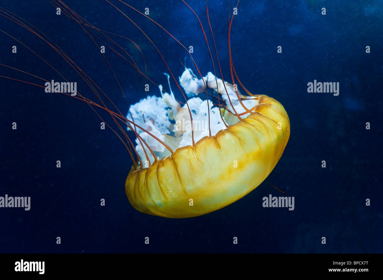 Pacific Sea Nettle or West Coast Sea Nettle, Chrysaora fuscescens, San Francisco, California, USA Stock Photo