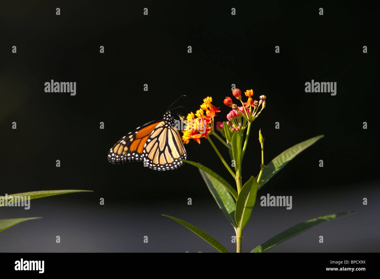 Monarch Butterfly Feeding Stock Photo Alamy