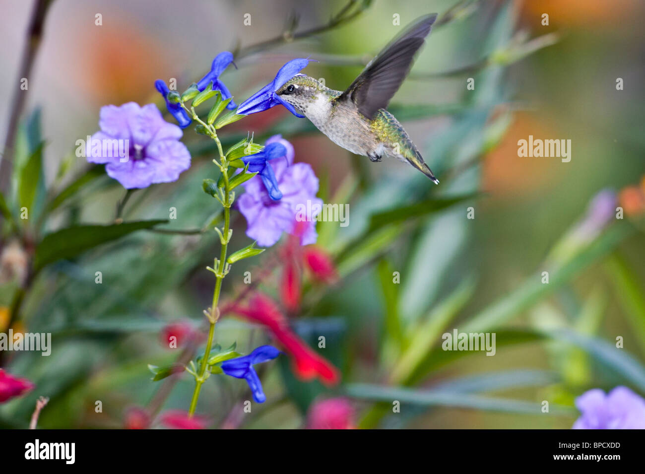 Great blue lobelia hires stock photography and images Alamy