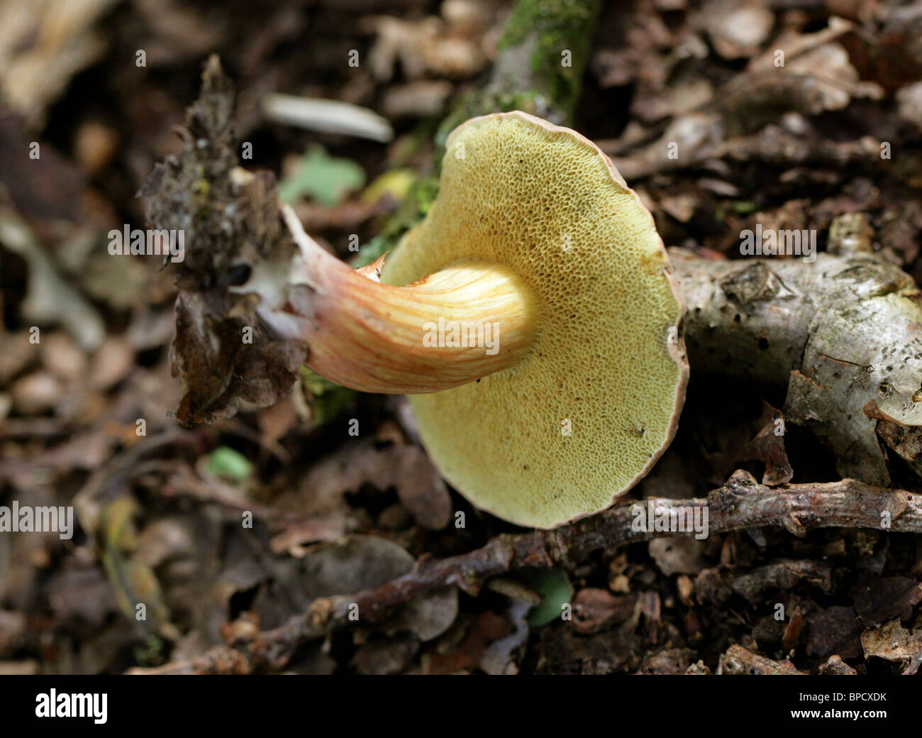 Redcracked Boletus, Boletus chrysenteron (Syn. chrysenteron