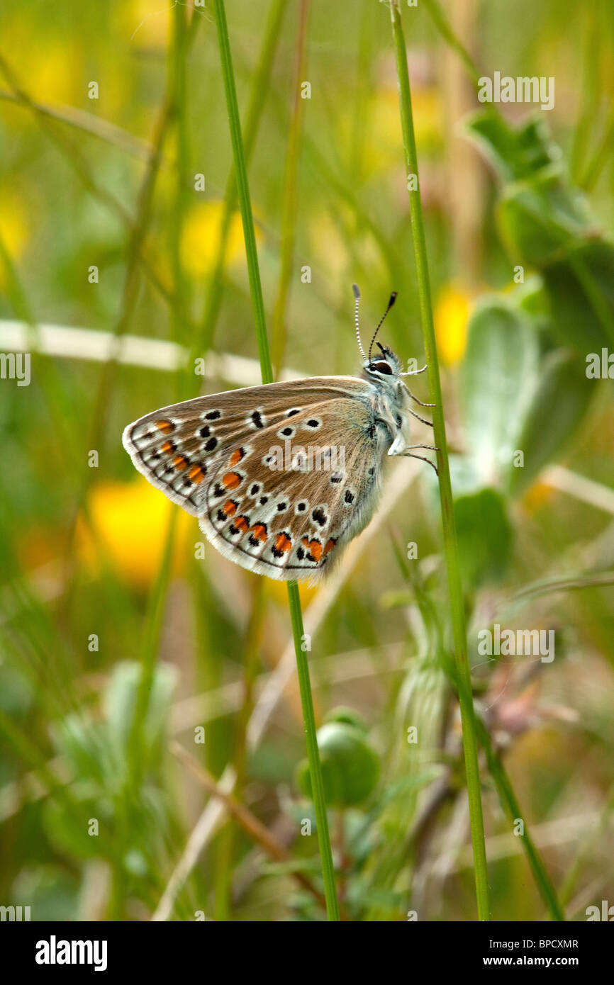 Common Blue Butterfly Stock Photo