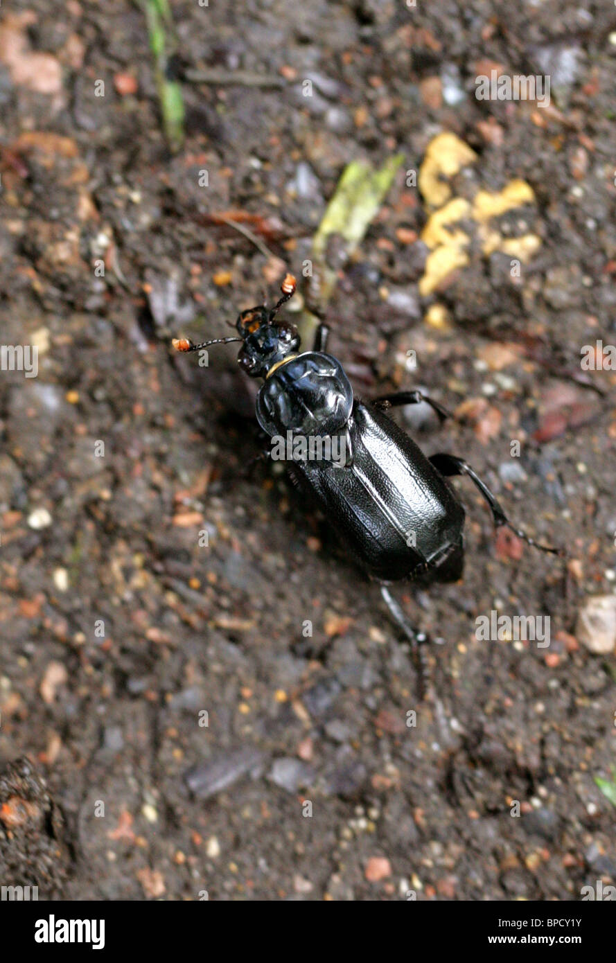 Burying Beetle or Sexton Beetle, Nicrophorus humator (or Necrophorus humator), Silphidae, Staphylinoidea, Scarabaeiformia Stock Photo