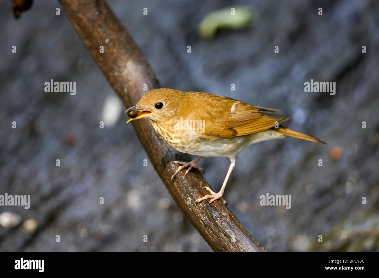 Veery Perched on a Branch Expelling a Seed Stock Photo