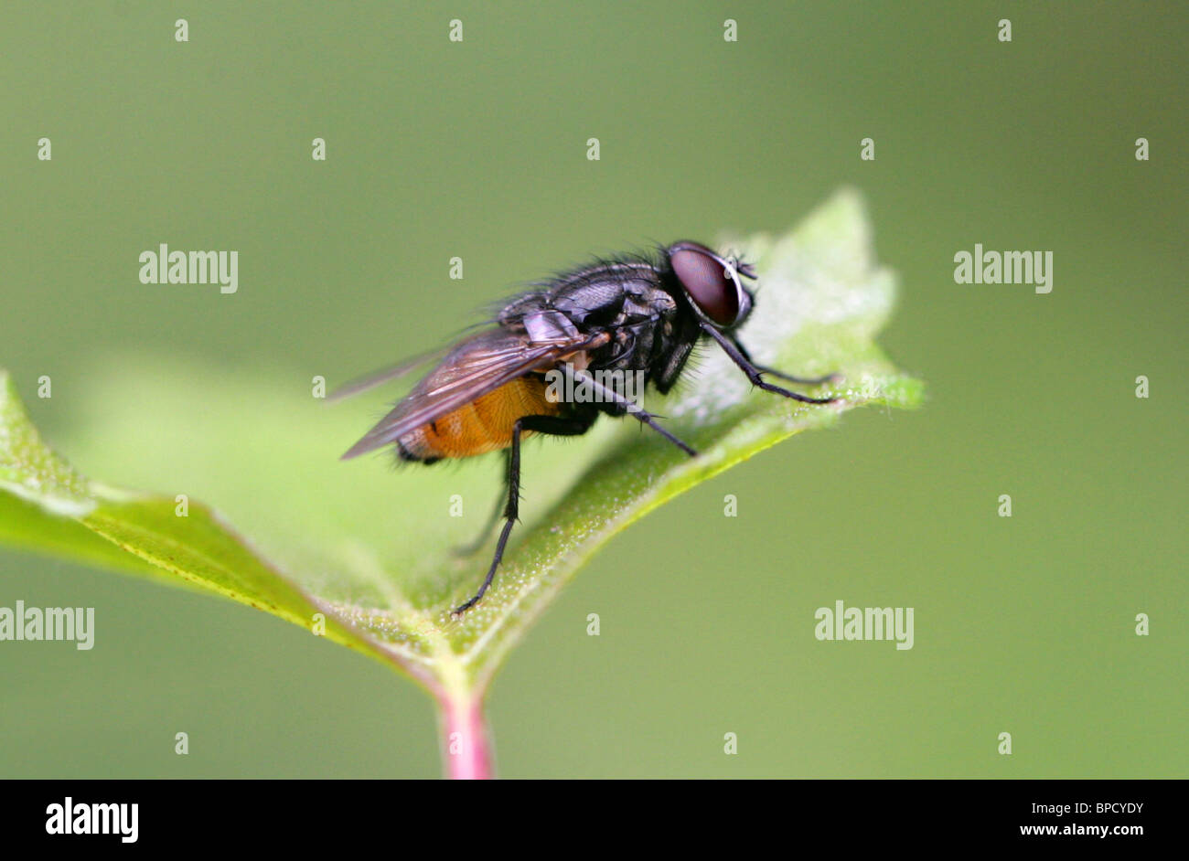 Muscid Fly, Thricops semicinereus, Muscidae, Muscoidea, Diptera (Male). Stock Photo
