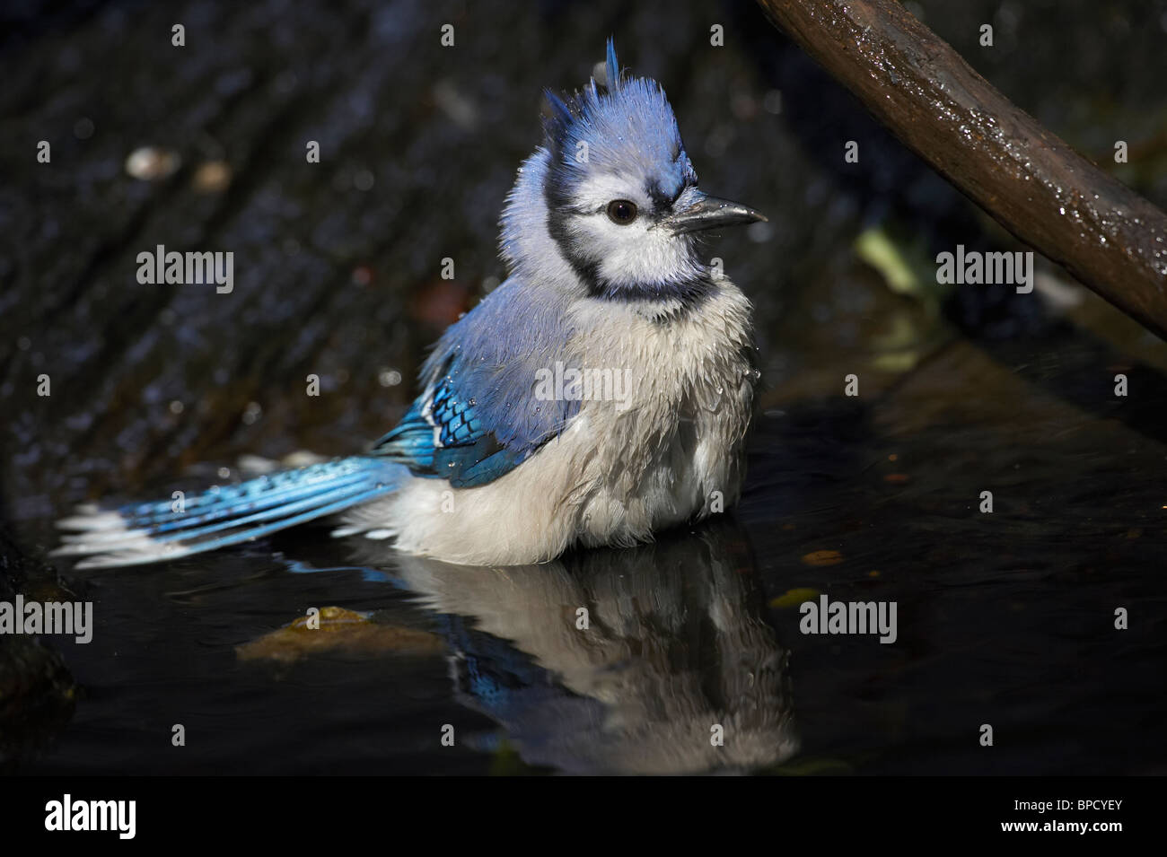 Adult Male Blue Jay Taking a Bath Stock Photo
