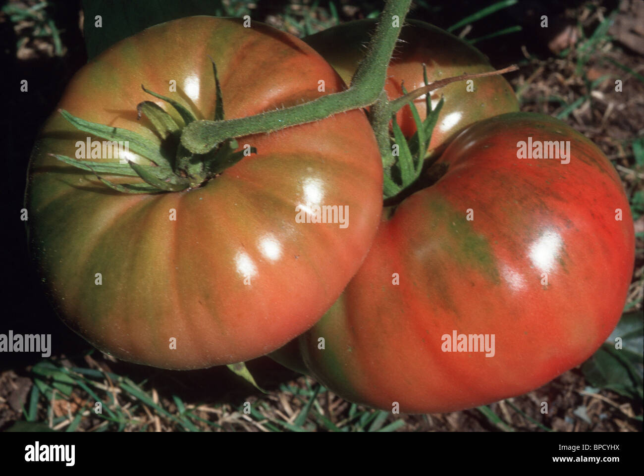 Brandywine tomatoes, antique heirloom beefsteak variety growing, with pink flushed skin Stock Photo