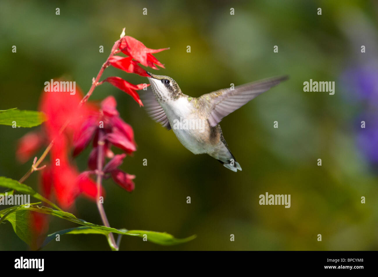 Ruby-throated Hummingbird Feeding on Cardinal Flowers Stock Photo