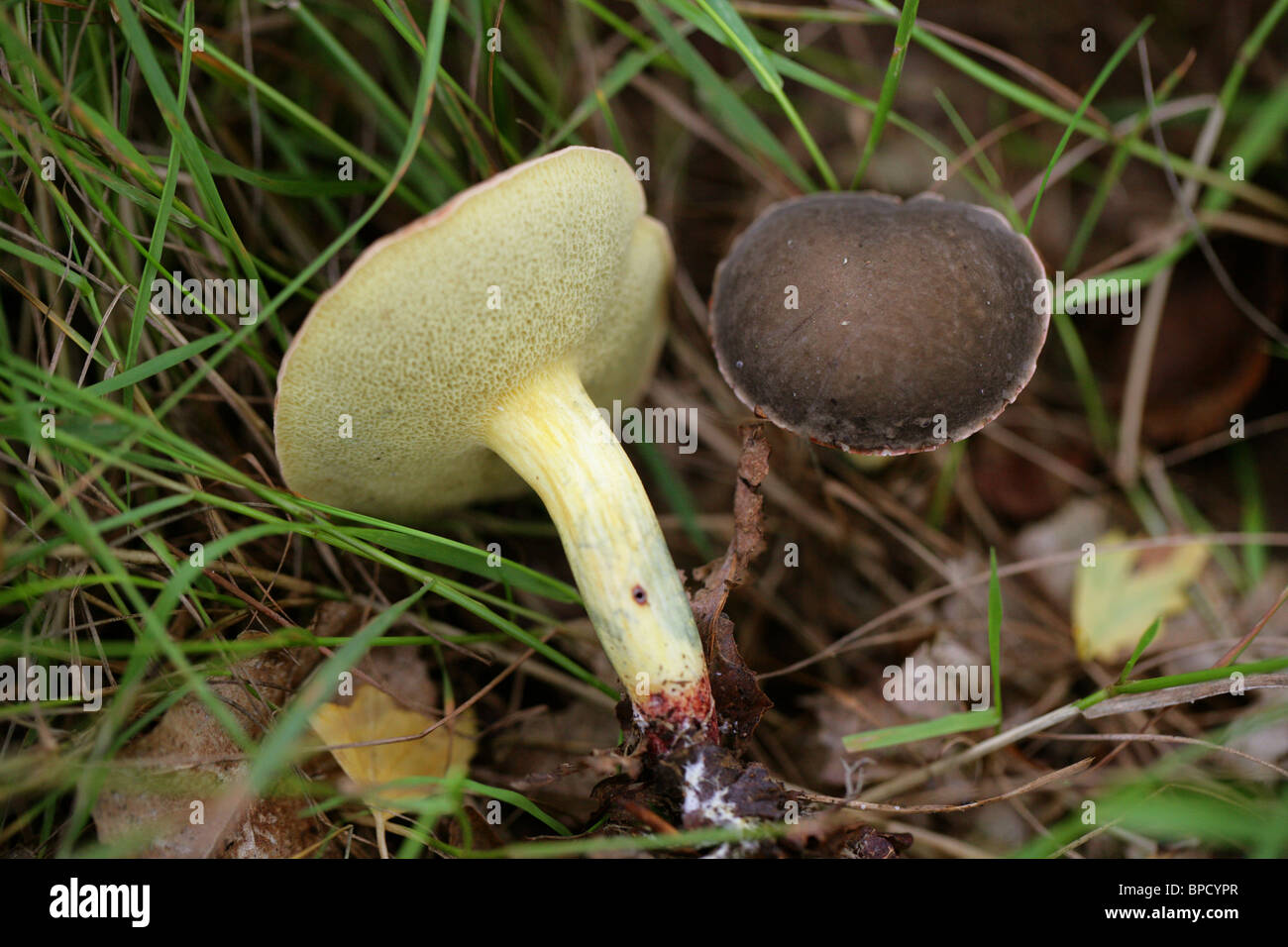 Red-cracked Boletus, Boletus chrysenteron (Syn. Xerocomus chrysenteron