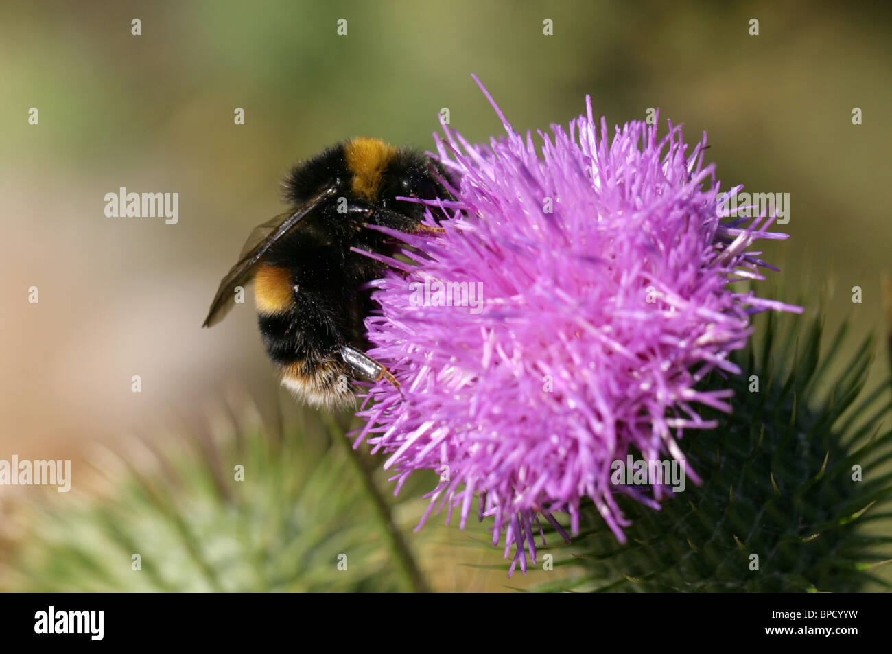Buff-tailed Bumblebee, Bombus terrestris, Apidae, Hymenoptera Stock Photo