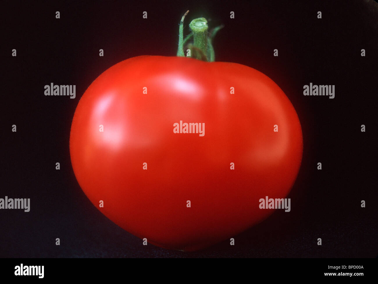 Tomato, red, lucious, fresh, just picked, ready to eat, cutout, cut out, on black background, freshness Stock Photo