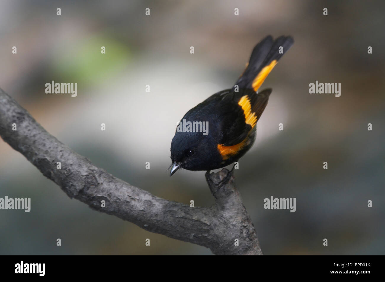 American Redstart Perched on Branch Stock Photo