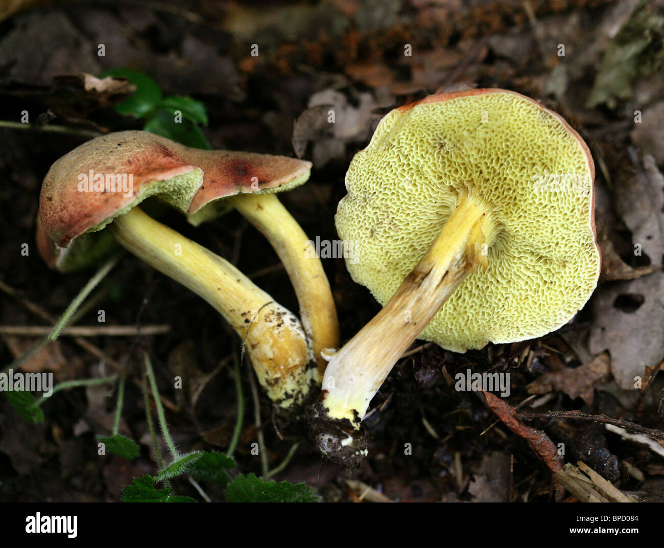 Red-cracked Boletus, Boletus chrysenteron (Syn. Xerocomus chrysenteron