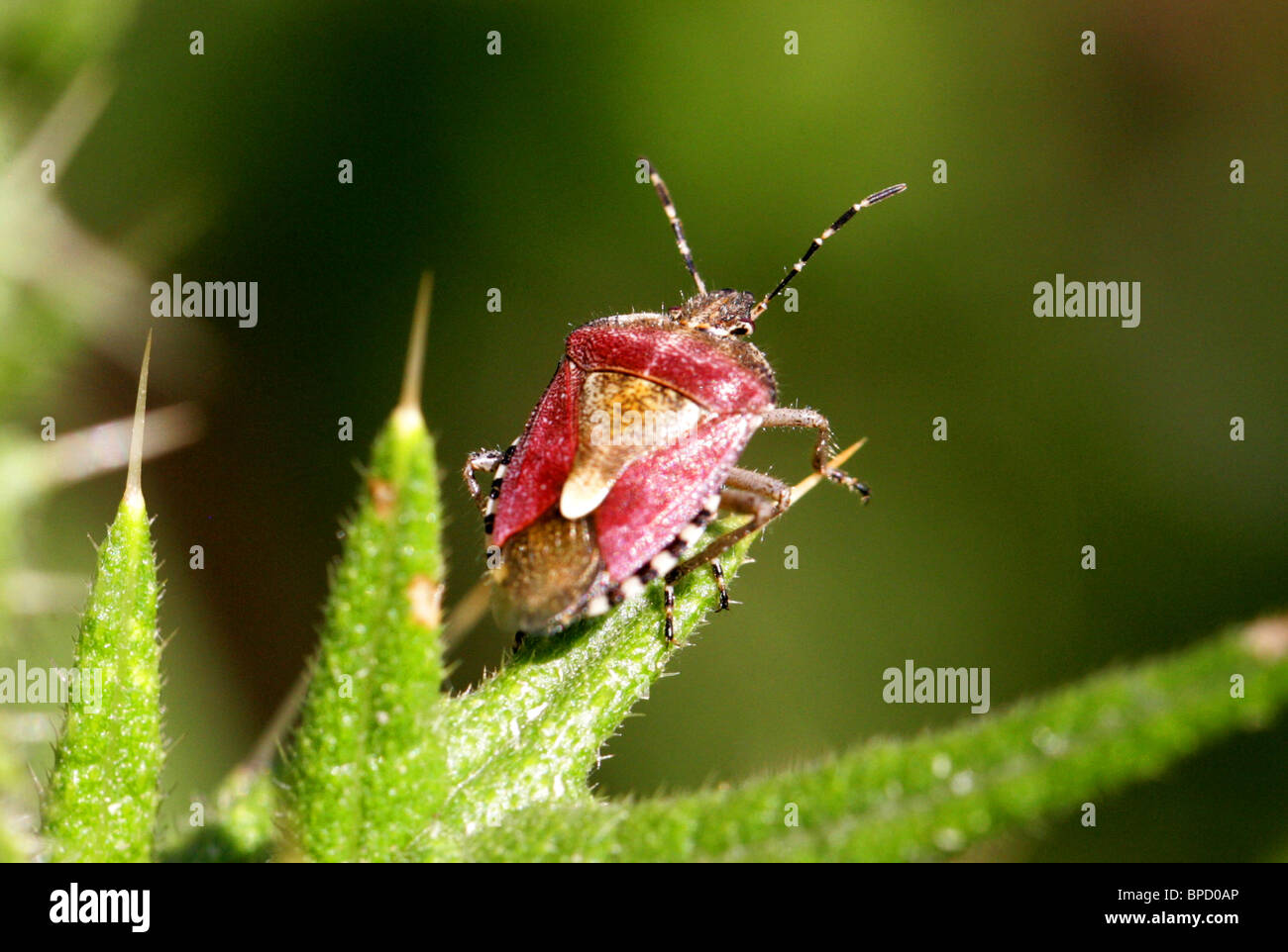 Hairy Shieldbug or Sloe Bug, a Shield or Stink Bug, Dolycoris baccarum, Pentatomidae, Hemiptera Stock Photo