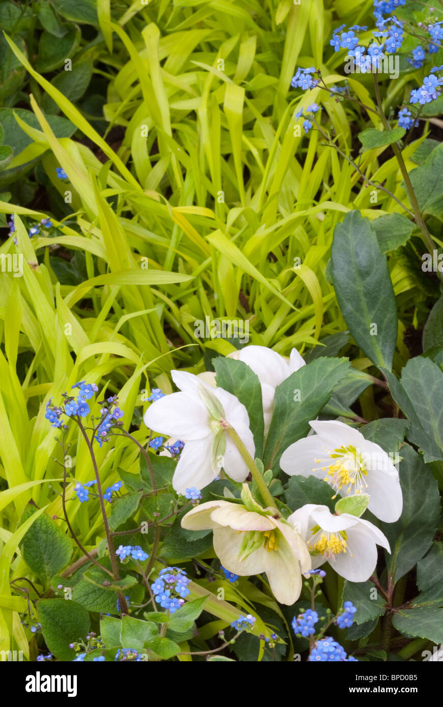 Blue & gold spring garden scene with white hellebore flowers, blue brunnera false forget-me-nots, yellow hakon grass Stock Photo