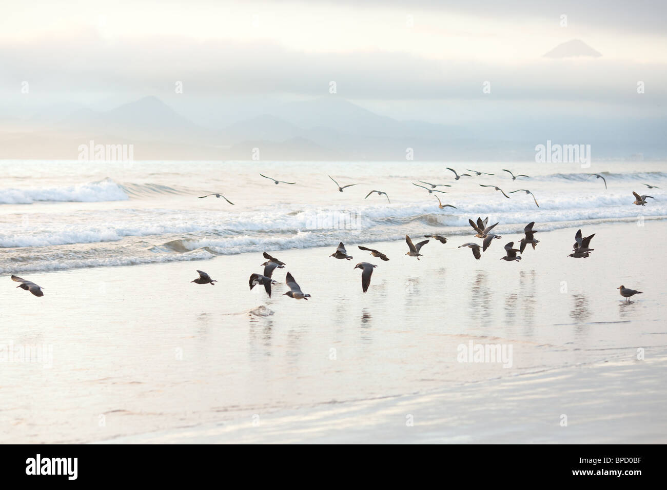 Flock of seagulls on the beach Stock Photo