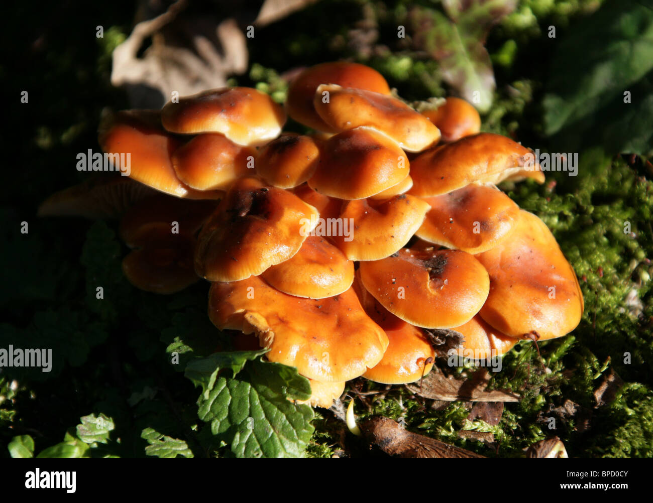 Velvet Shank, Japanese Needle Mushroom or Needle Mushroom, Flammulina