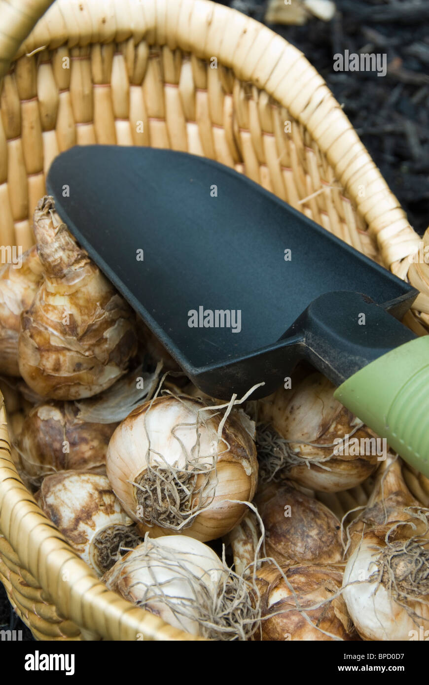 Planting bulbs in garden in autumn fall, showing baskets of daffodil spring bulbs with gardening tool trowel to dig Stock Photo