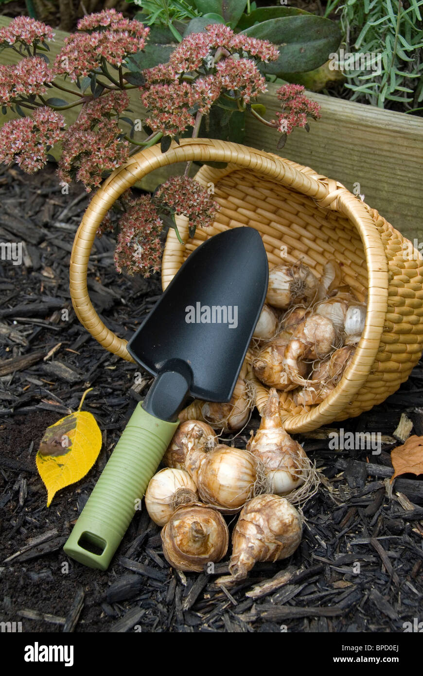 Planting daffodils in the garden in autumn fall, with basket of bulbs, trowel, fall leaves, sedum plant flowers chores working Stock Photo
