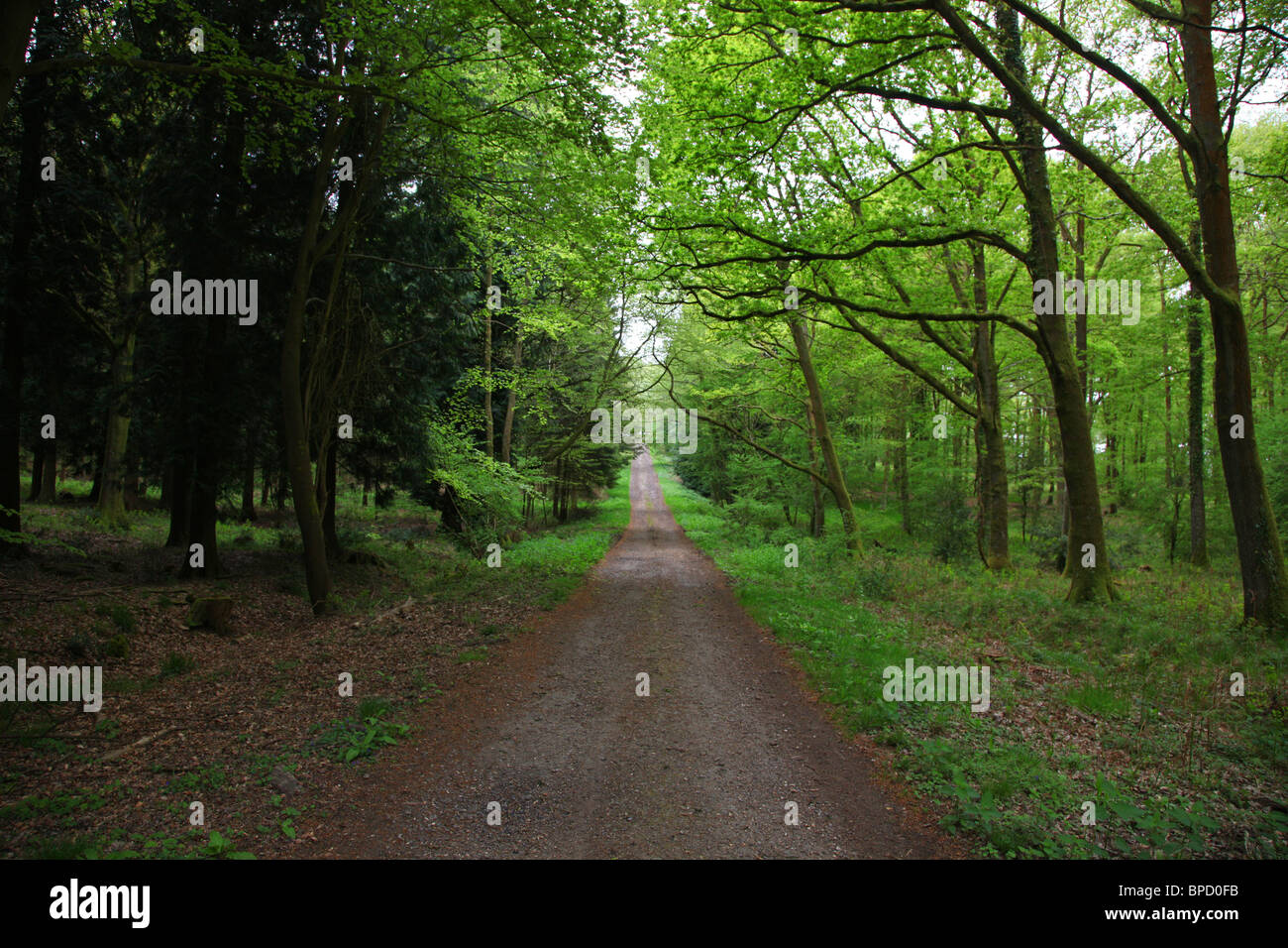 English Countryside backdrop Stock Photo