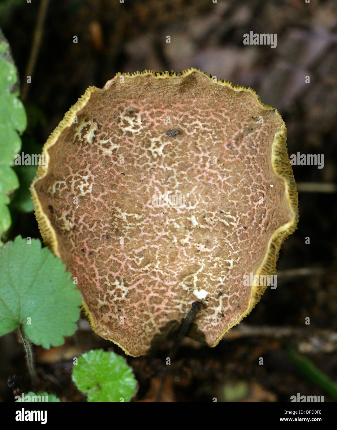 Red-cracked Boletus, Boletus chrysenteron (Syn. Xerocomus chrysenteron), Boletaceae. Old specimen showing cracked cap. Stock Photo