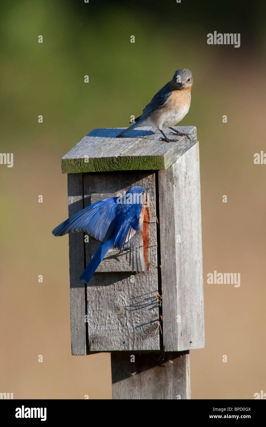 Male and female eastern bluebirds hi-res stock photography and images ...