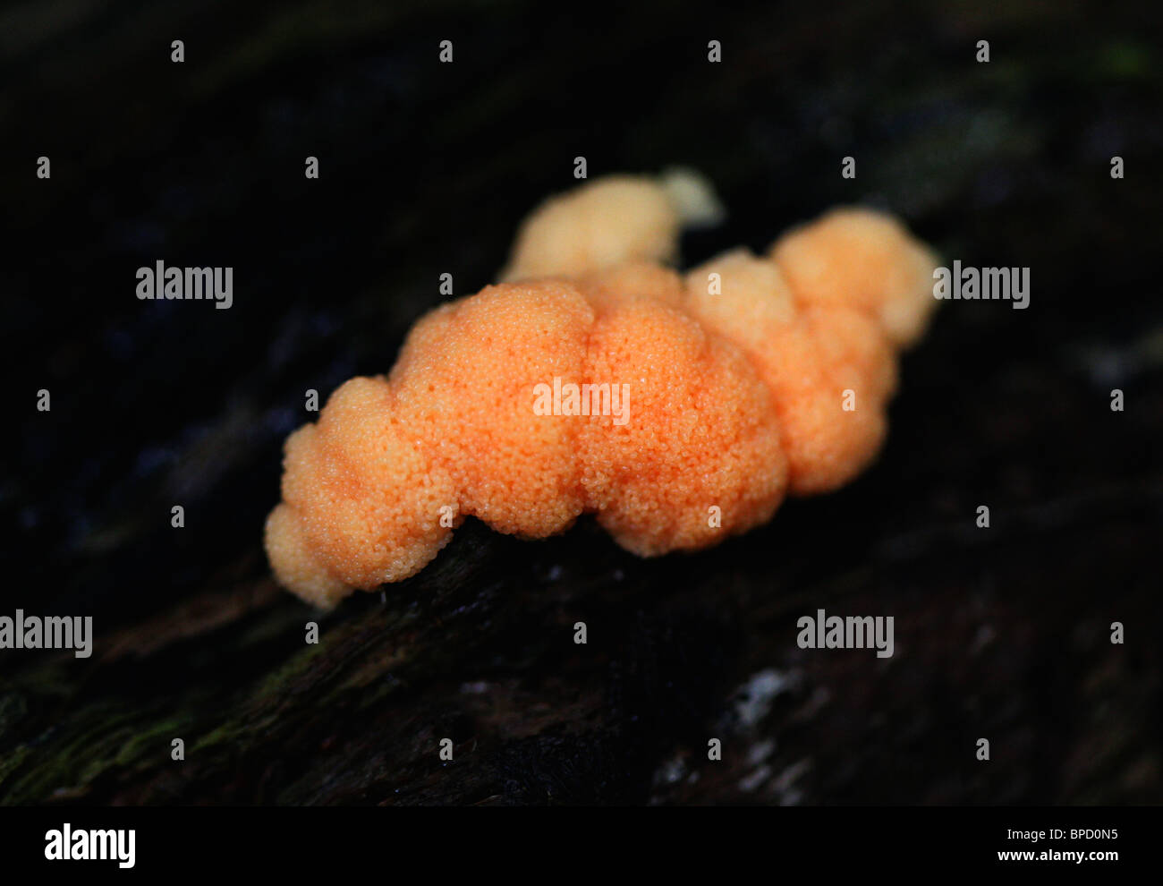 Slime Mold, Tubifera ferruginosa, Reticulariaceae, Liceida, Myxogastria, Mycetozoa, Amoebozoa. Stock Photo