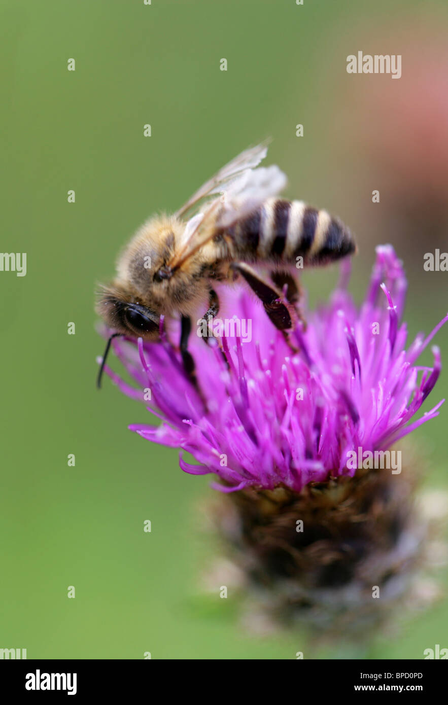 Solitary Ground Nesting Bee, Melitta leporina, Ampulicidae, Apoidea, Apocrita, Hymenoptera Mining Bee Stock Photo