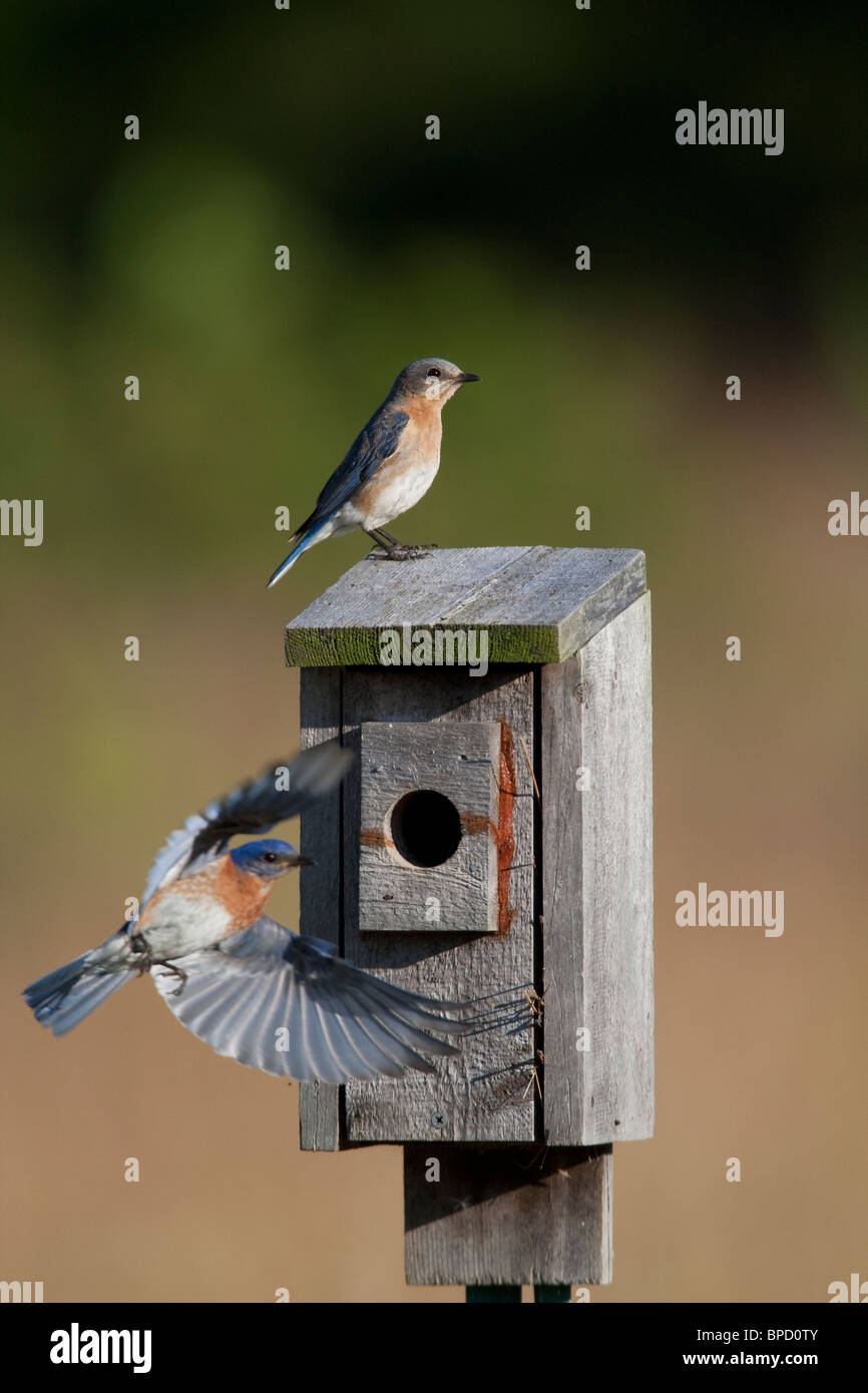 Male and female eastern bluebirds hi-res stock photography and images