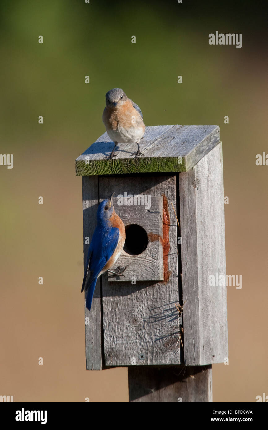 Male and female eastern bluebirds hi-res stock photography and images