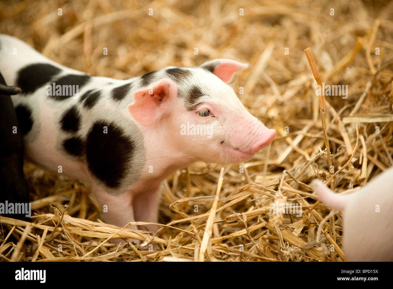 A young smiley Oxford Sandy and Black piglet in a pen at the South of England show, UK. Picture by Jim Holden. Stock Photo