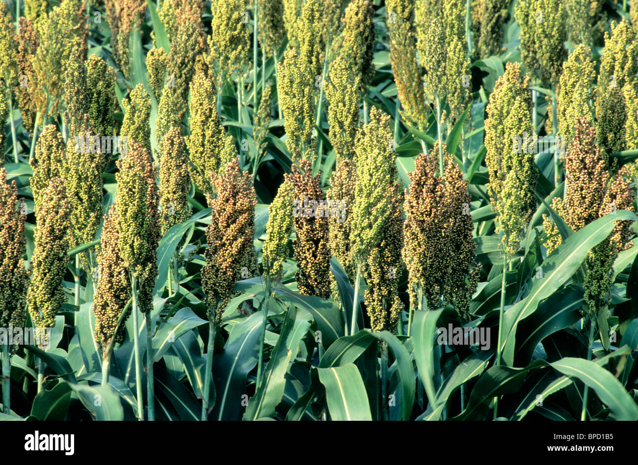 Milo, field, mid stage, Stock Photo