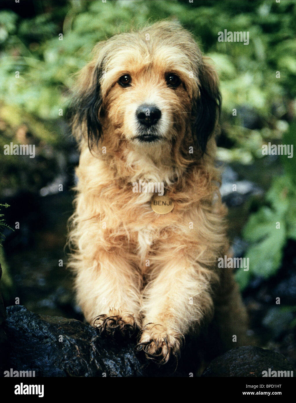 Benji Movie High Resolution Stock Photography and Images Alamy