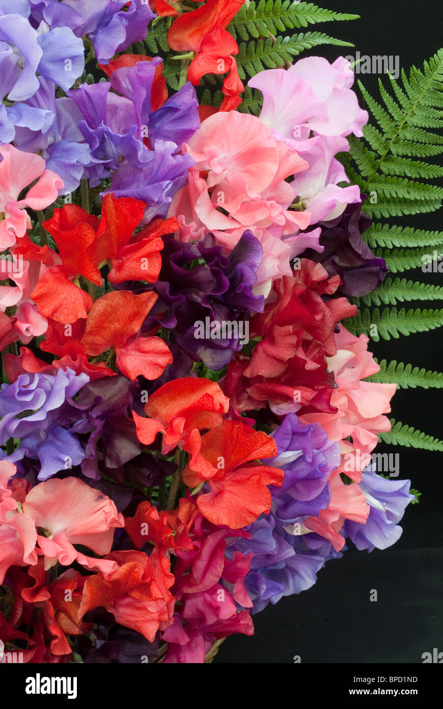 Lathyrus odoratus (Sweet pea) 'Spencer Mixed' in bouquet floral arrangement with fern against black background Stock Photo