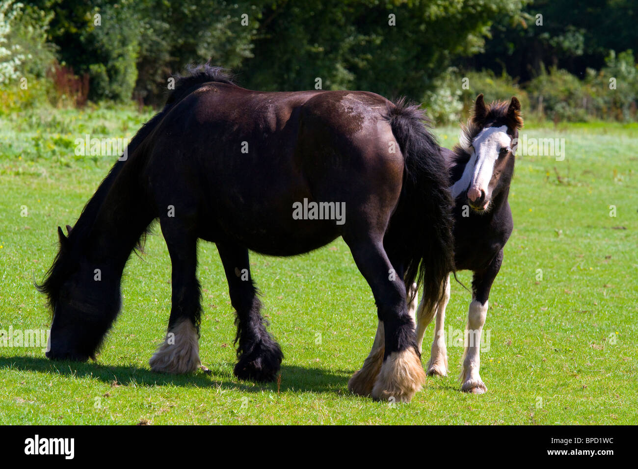 Bay mare cob piebald foal grazing in field heavy horse hires stock