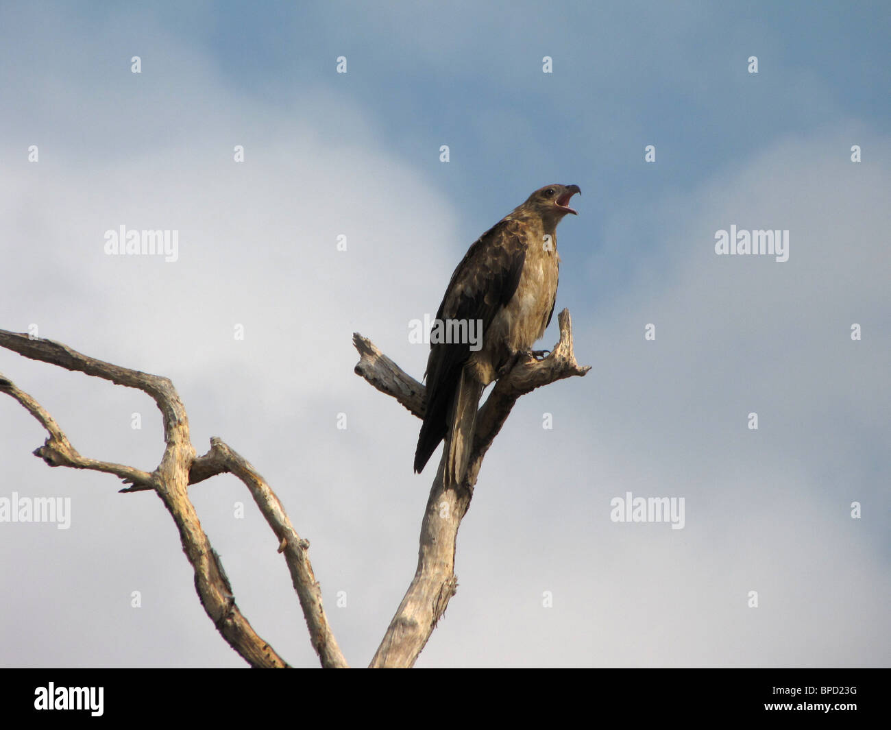 A Whistling Kite (Haliastur sphenurus) calling from a branch in Kakadu