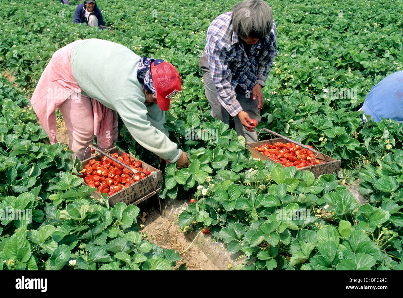 Workers harvesting strawberries 'Pajaro' variety Stock Photo Alamy