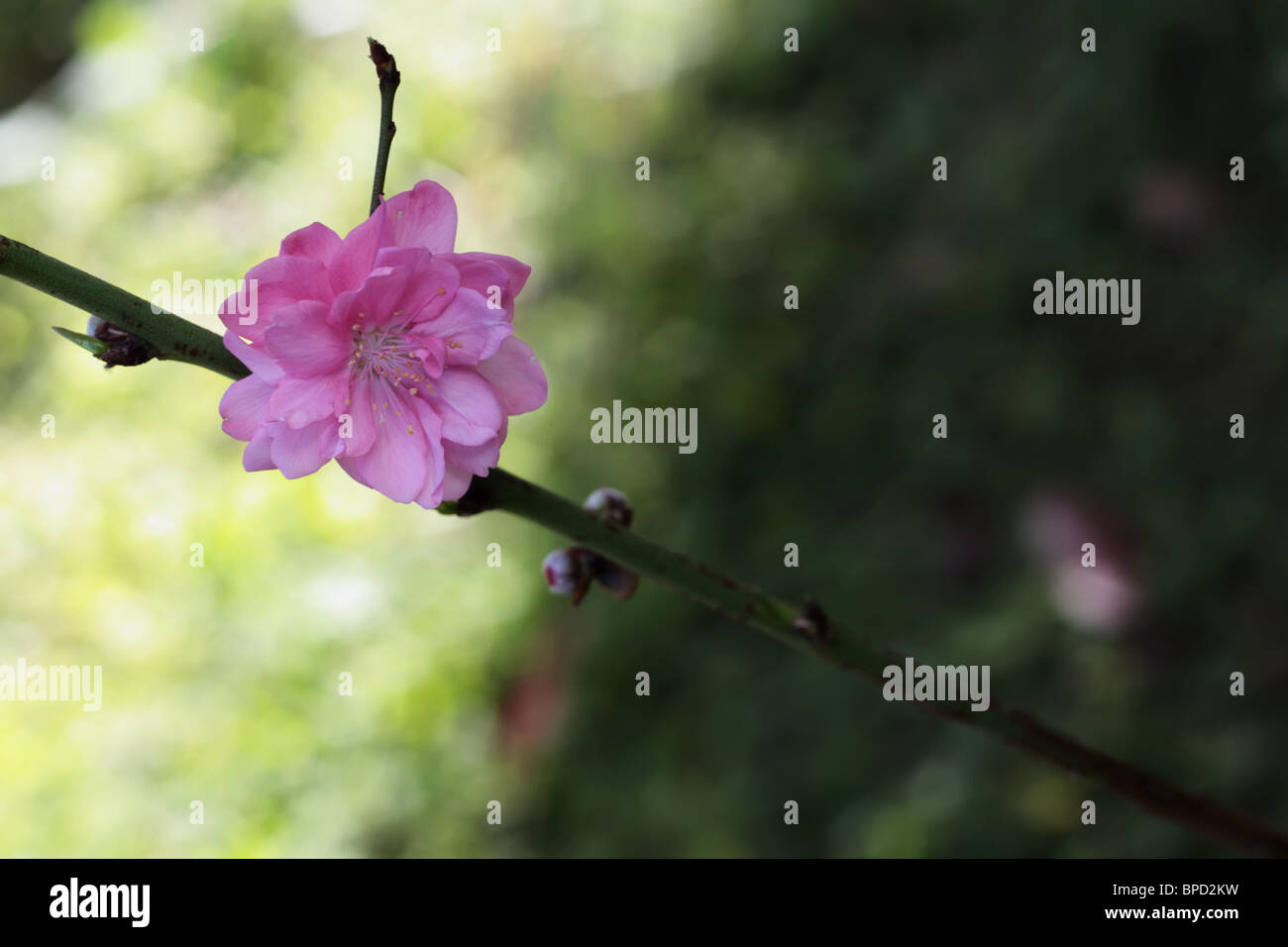 Pink Peach Flowers Come Out Stock Photo Alamy