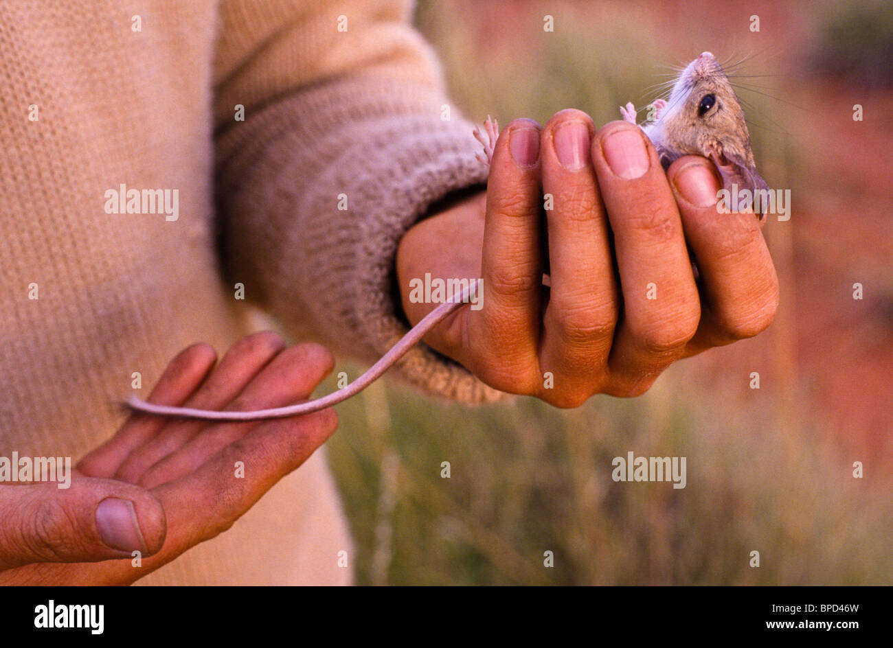 Field worker recording native fauna, Australia Stock Photo