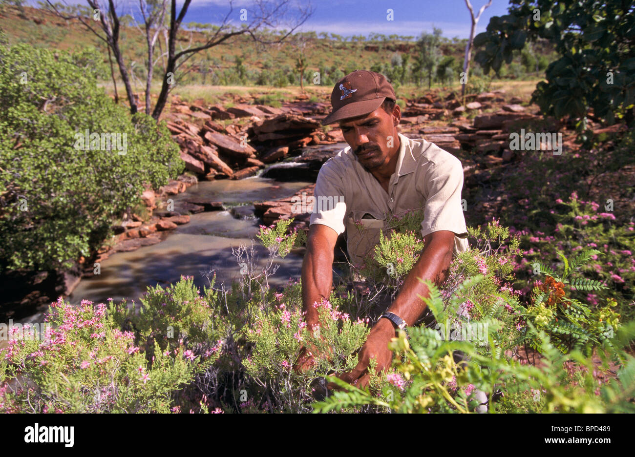 Australian native plants specimens hires stock photography and images